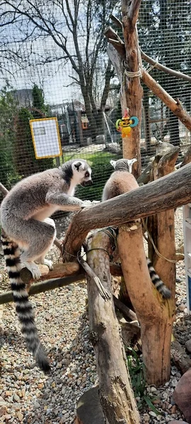 Mini Zoo